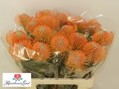 Leucospermum Ayoba Orange 60cm