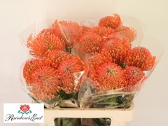 Leucospermum Ayoba Mandarin Zest 60cm
