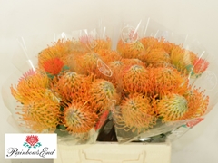 Leucospermum Ayoba Sun 40cm