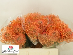 Leucospermum Ayoba Mandarin Zest 40cm