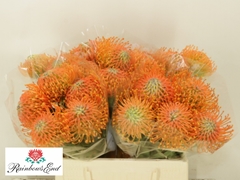 Leucospermum Ayoba Orange 40cm