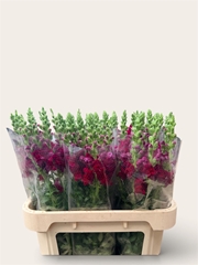 Antirrhinum Potomac Red 75cm