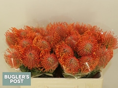 Leucospermum Ayoba Mandarin Zest 50cm