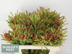 Leucadendron Ayoba Cherry Pearl 50cm Spray