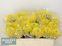 Leucospermum Ayoba Yellow 50cm