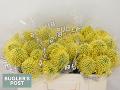 Leucospermum High Gold 50cm