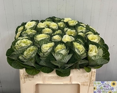 Brassica White Crane 60cm