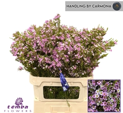 Chamelaucium Kerryn 80cm 90gr.