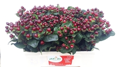 Hypericum Coco Montana 50cm