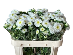 Callistephus Azumi Xl White 70cm