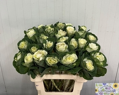 Brassica White Crane 60cm