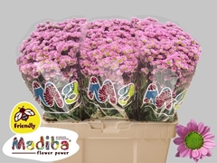 Chrysanth Santini Madiba Tanga Pink 55cm 34gr.