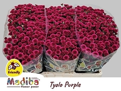 Chrysanth Santini Madiba Tyolo Purple 50cm 24gr.