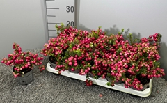 Gaultheria Red Berry 10Ø 20cm