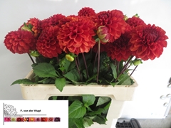 Dahlia Brown Sugar Fdm 55cm