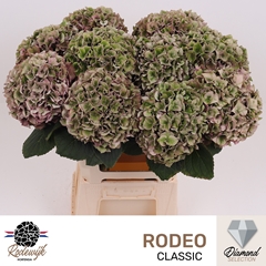 Hydrangea Rodeo Red Classic 60cm 18-20cm Hd