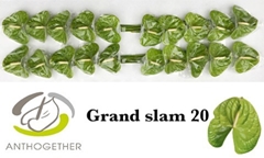 Anthurium Grand Slam 9cm Hd