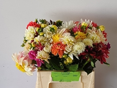 Dahlia Mix Per Bunch 42cm