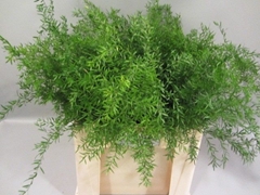 Asparagus Densiflorus Cwebe 60cm