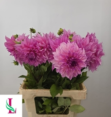 Dahlia Cafe Au Lait Rosé 60cm