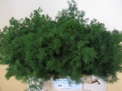 Asparagus Umbellatus 60cm