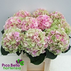 Hydrangea Verena Classic 80cm 20-22cm Hd