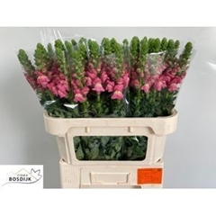 Antirrhinum Avignon Cherry Rose 75cm