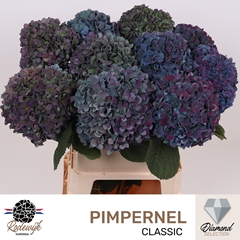 Hydrangea Pimpernel Classic 80cm 21-23cm Hd