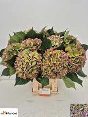 Hydrangea Royal Love Classic Blue 65cm 19-21cm Hd
