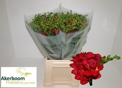 Freesia Double Expression 50cm 20gr.