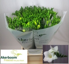 Freesia Single Alba River 50cm 20gr.