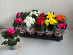 Begonia Double Mix 9Ø 25cm