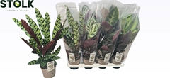 Calathea Mixed 3 Varietys 14Ø 58cm