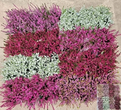 Calluna Mix 5 Colours 9Ø 20cm