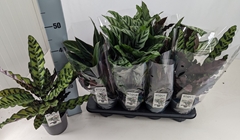 Calathea Mixed 4 Varietys 14Ø 58cm