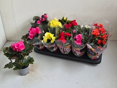 Begonia Double Mix 9Ø 25cm