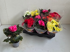 Begonia Double Mix 9Ø 25cm