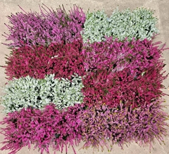 Calluna Mix 5 Colours 9Ø 15cm
