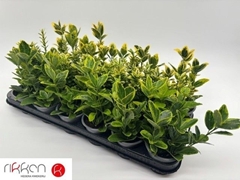 Euonymus Mix 9Ø 17cm