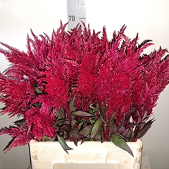Celosia Sunday Red 65cm