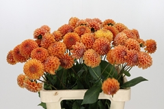Dahlia Cornel Bronze 60cm