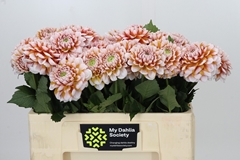 Dahlia Tangarine Dream 50cm