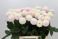 Dahlia Light Wizard 60cm
