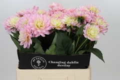 Dahlia Diana's Memory 60cm