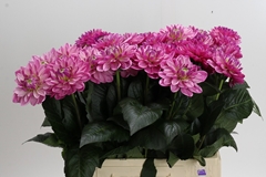 Dahlia Annamarie 60cm