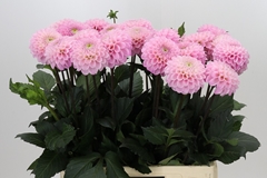 Dahlia Wizard Of Oz 60cm