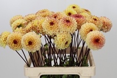 Dahlia Yellow Jill 60cm
