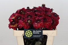 Dahlia Dancing Don 60cm