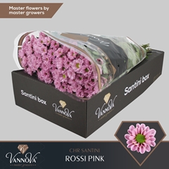 Chrysanth Santini Rossi Pink 55cm 44gr.