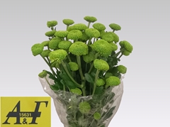 Chrysanth Spray Feeling Dark Green 70cm 75gr.